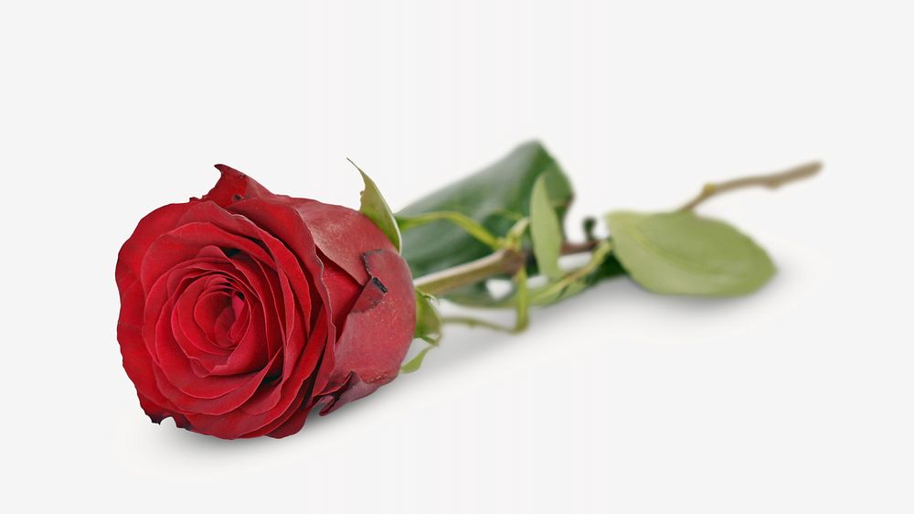 Red rose flower, isolated botanical image