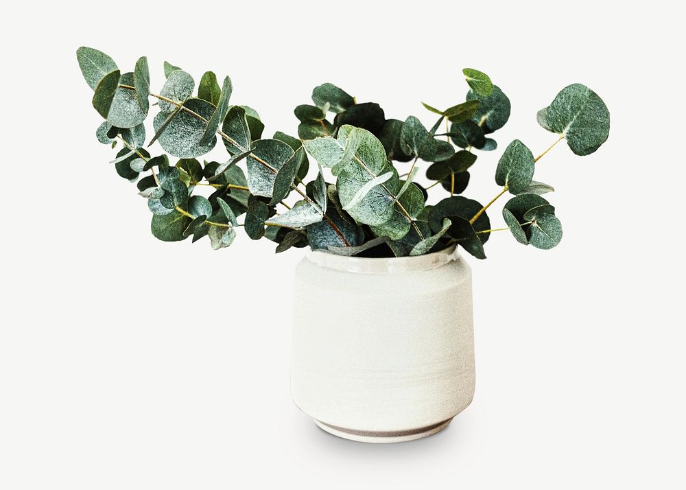 Eucalyptus in vase collage element isolated image