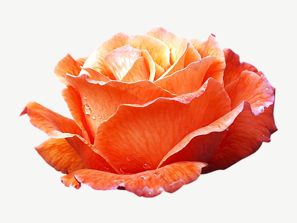 Orange rose flower collage element psd