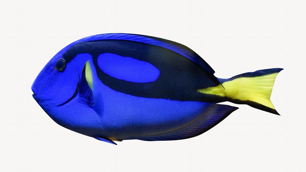 Blue Hippo Tang fish, isolated image