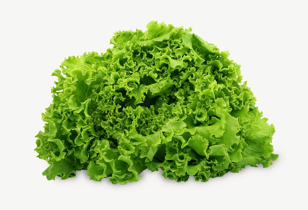 Fresh lettuce vegetable collage element psd
