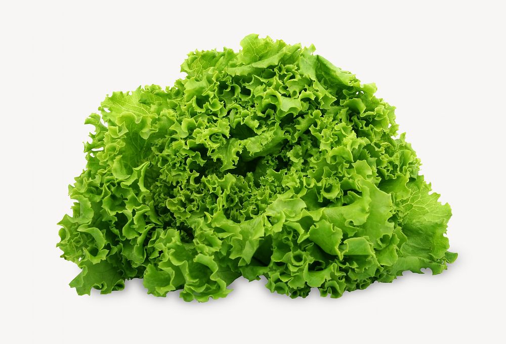 Fresh lettuce vegetable isolated image