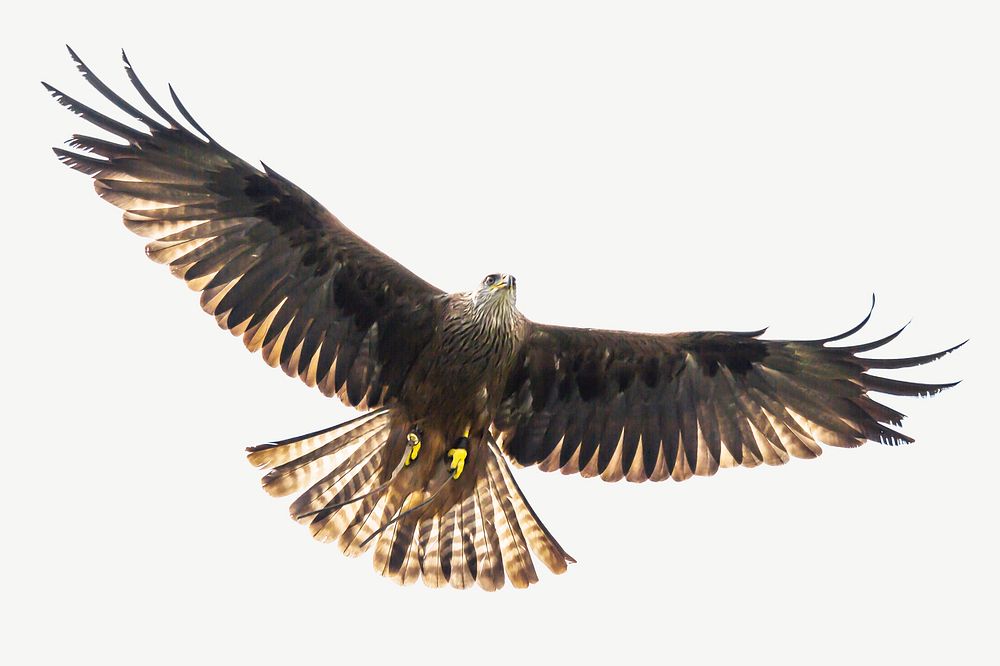 Flying hawk, bird collage element psd
