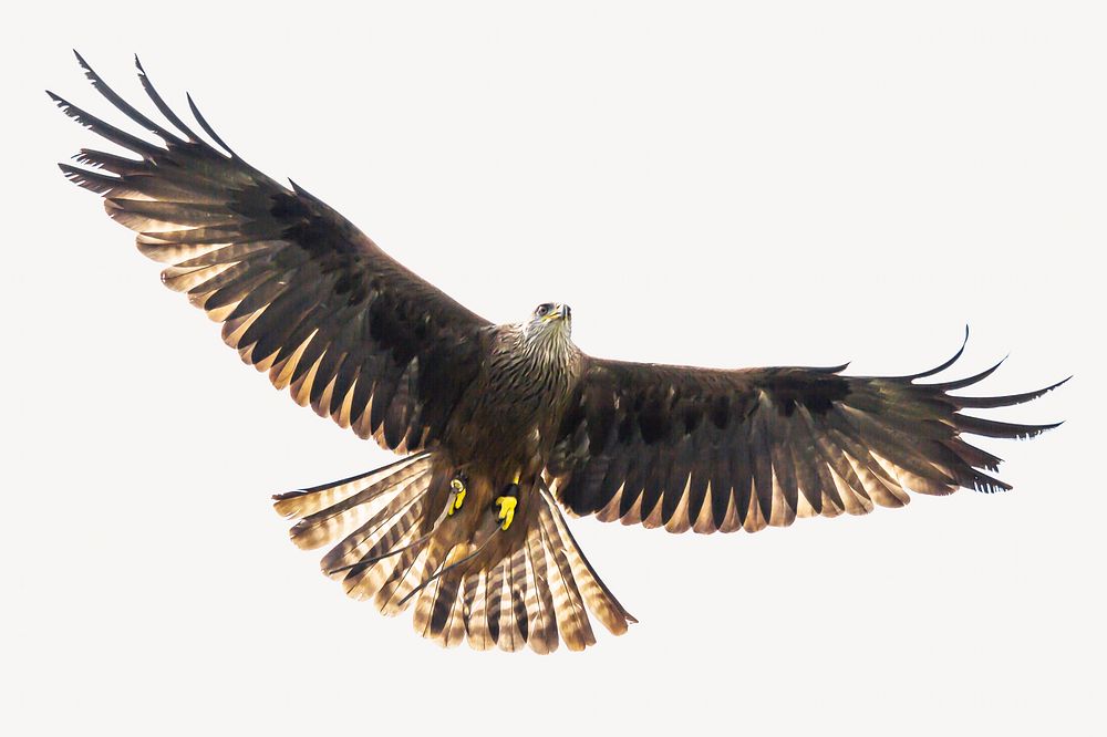 Flying hawk, bird isolated design