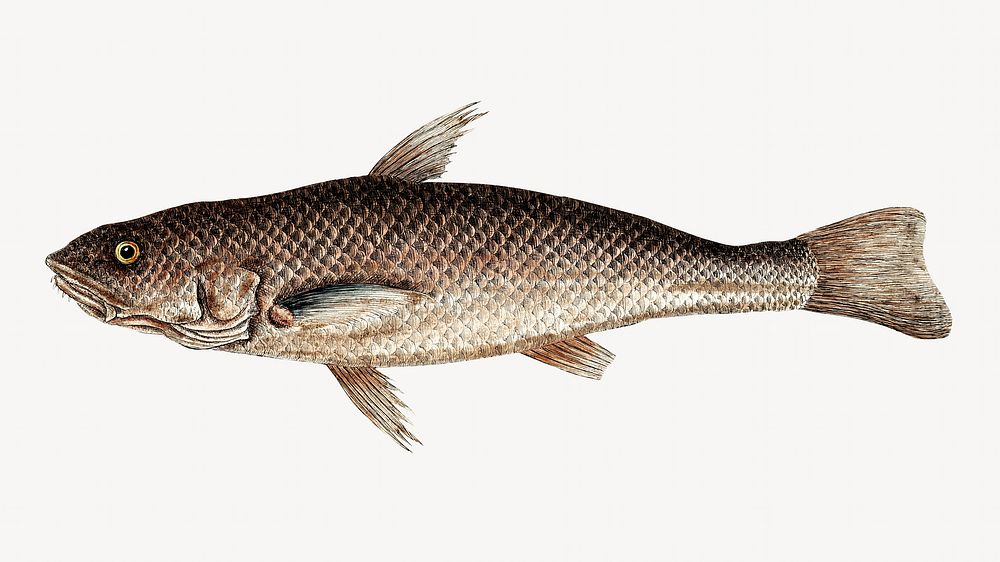  Carolina Whiting fish illustration  isolated design. Remixed by rawpixel.