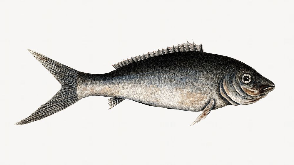  Bonefish fish illustration  isolated design. Remixed by rawpixel.