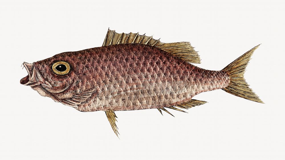 Schoolmaster fish  illustration isolated design. Remixed by rawpixel.