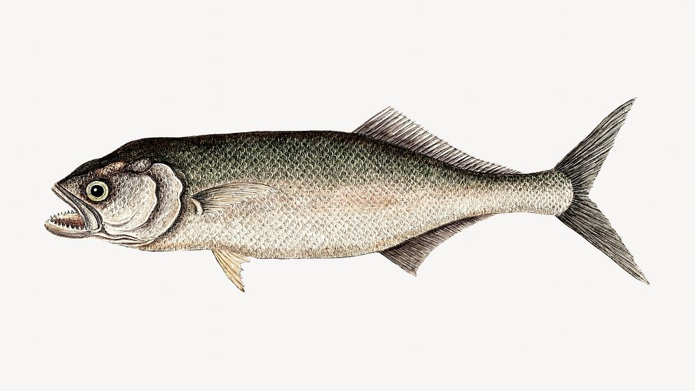 Skipjack  fish illustration  isolated design. Remixed by rawpixel.