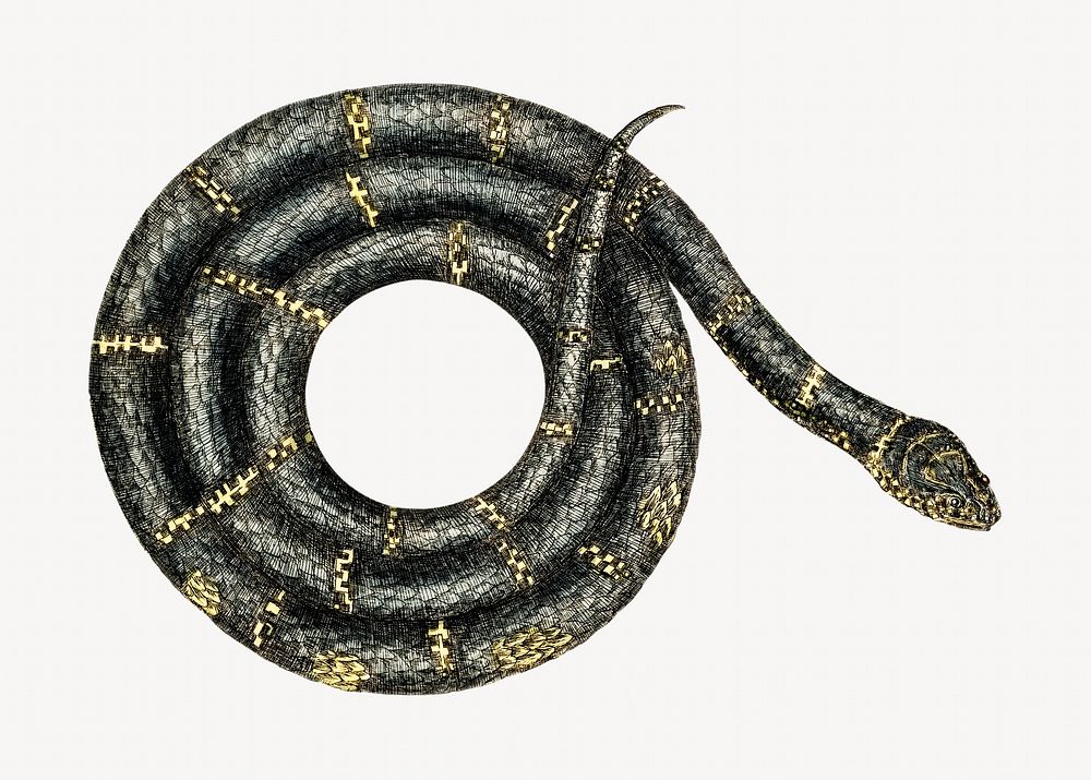 Eastern King Snake  vintage illustration, animal isolated design. Remixed by rawpixel.