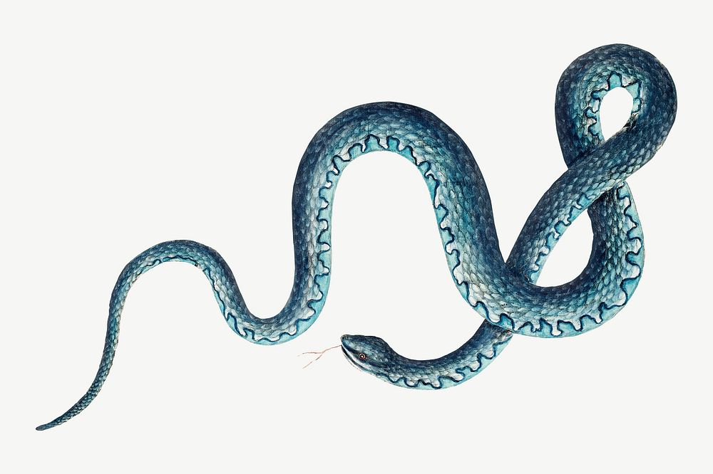 Wampum Snake  illustration collage element, vintage animal psd. Remixed by rawpixel.
