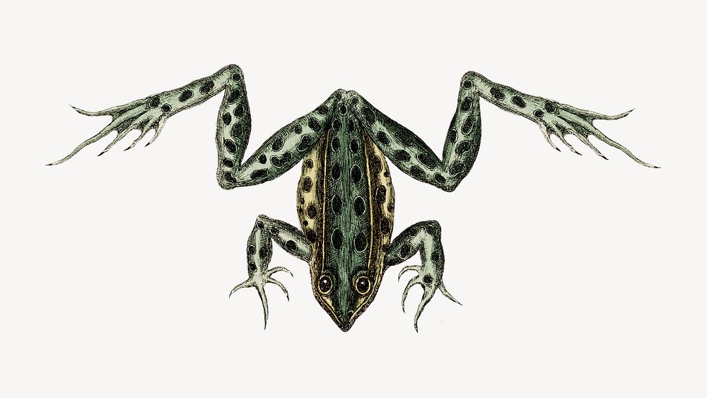 Water Frog vintage illustration, animal isolated design. Remixed by rawpixel.