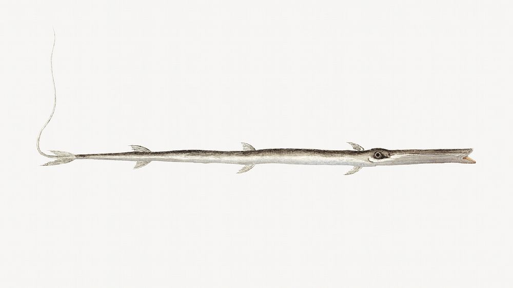 Tobacco Pipefish fish illustration  isolated design. Remixed by rawpixel.