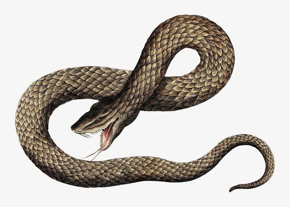 Brown Viper snake vintage illustration, animal isolated design. Remixed by rawpixel.