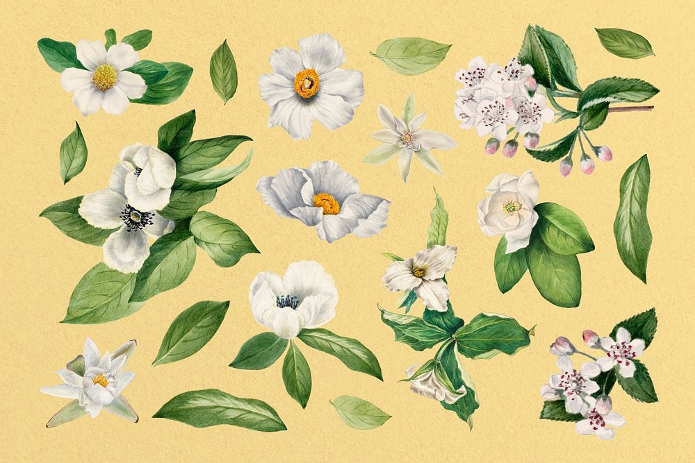 Aesthetic watercolor white flower clipart psd set