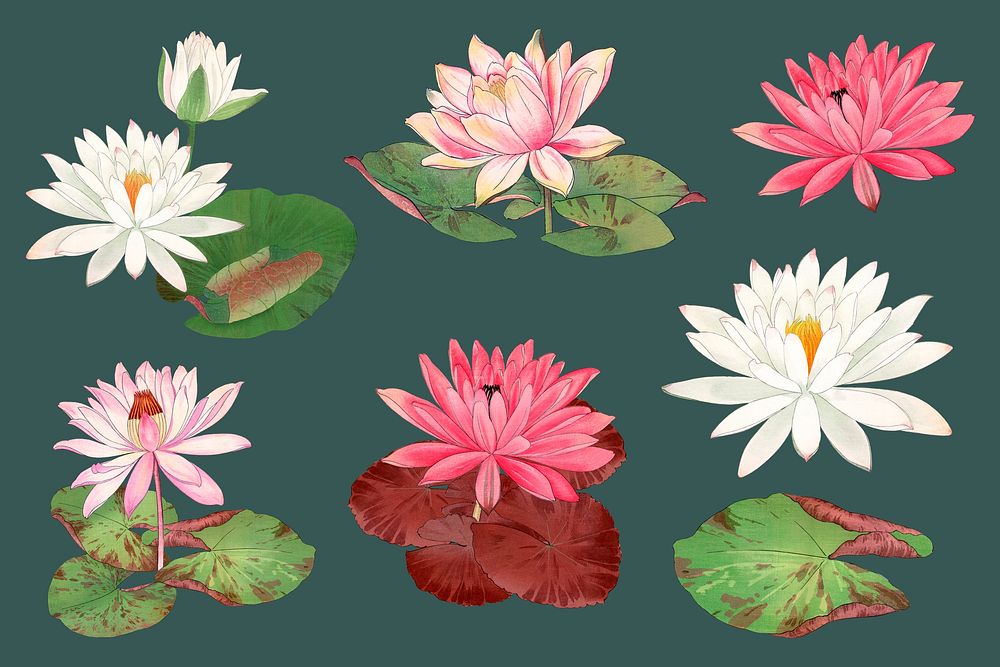 Lotus  collage element set psd. Remixed by rawpixel.