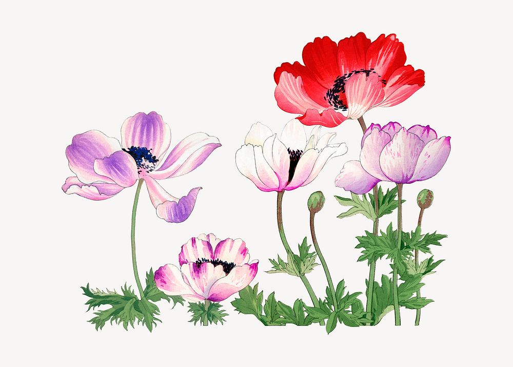 Aesthetic anemone flower illustration collage element psd. Remixed by rawpixel.