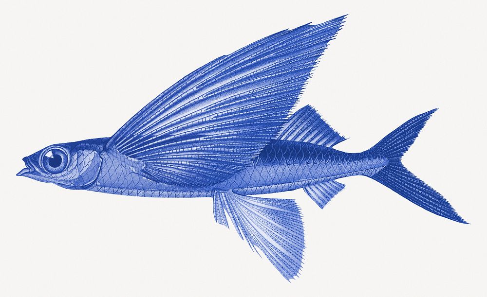 Blue flying fish illustration, collage element psd