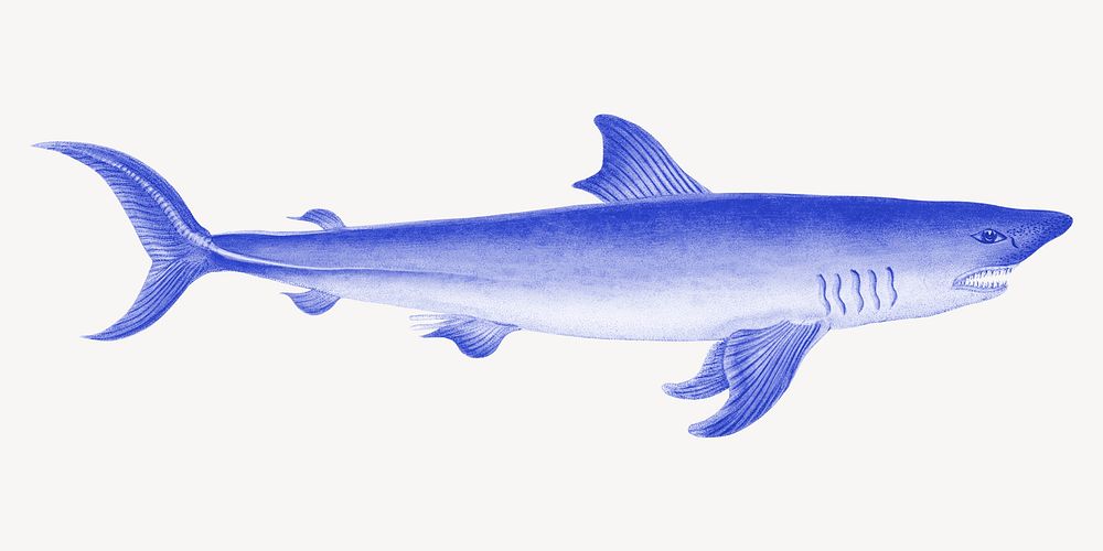 Blue shark illustration, collage element psd
