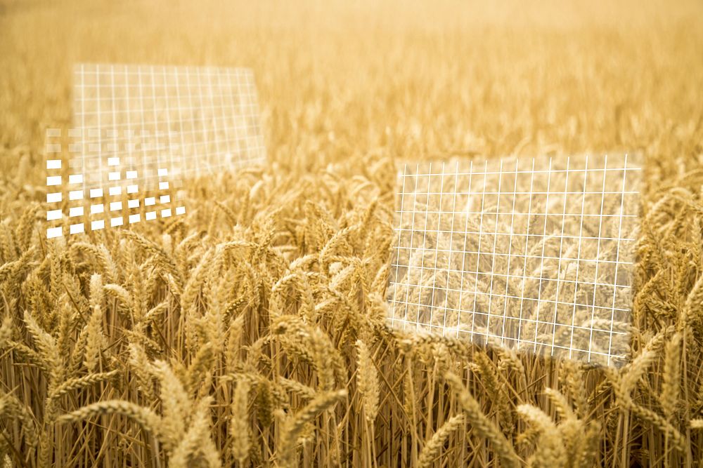 Agricultural technology, brown wheat field psd