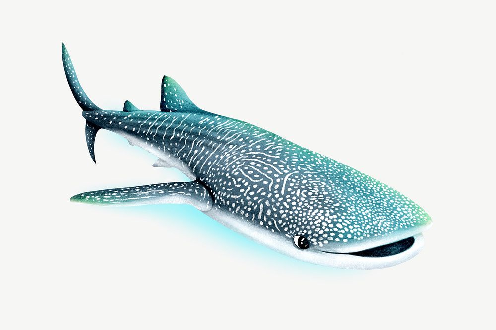 Whale shark, animal illustration, collage element psd