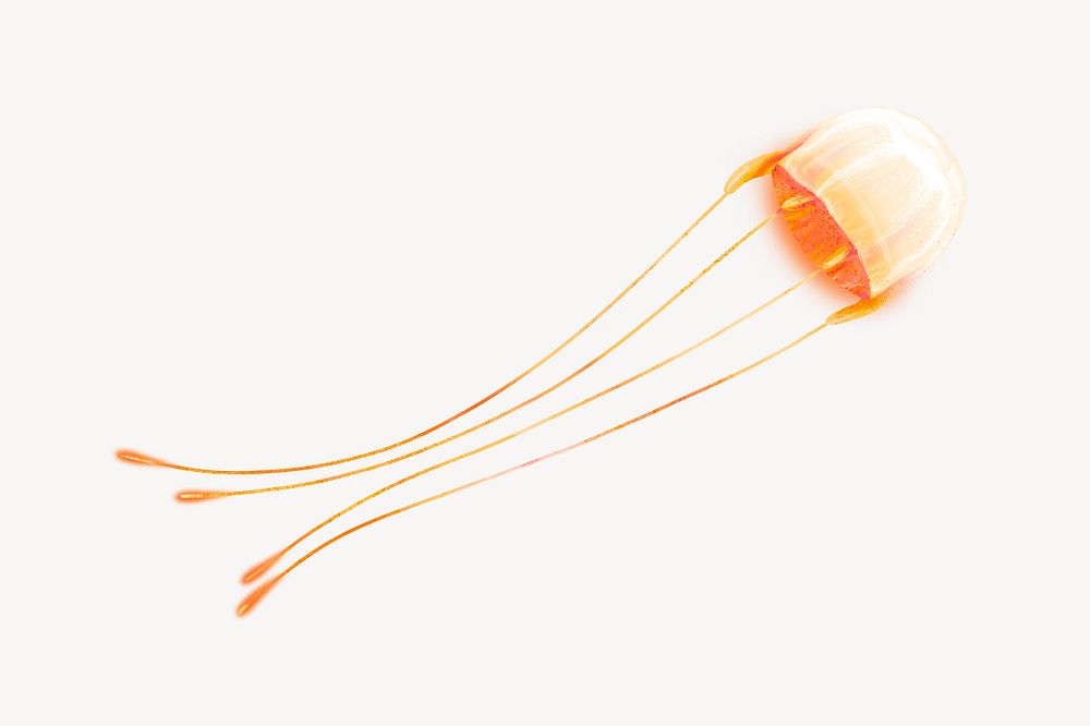 Neon orange jellyfish animal illustration, white background