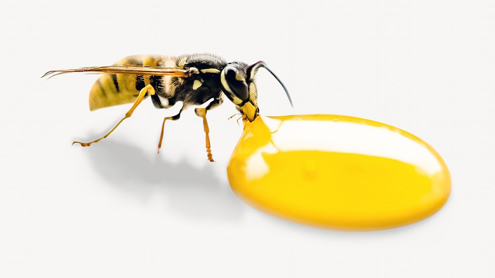 Wasp drinking some honey isolated image