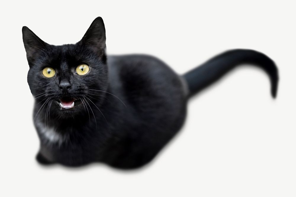 Black cat, pet animal collage element psd