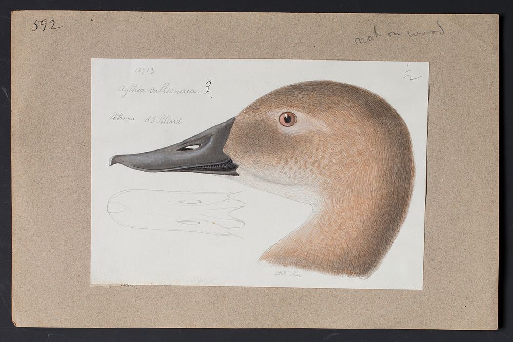 Robert Ridgway Bird Head Drawing #592