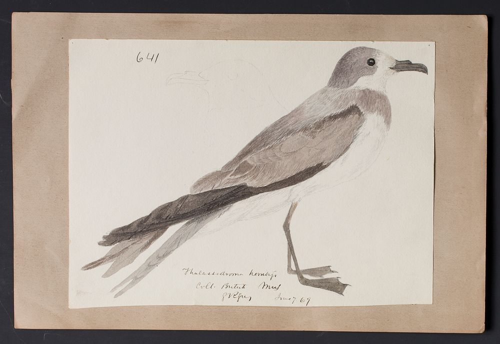 Robert Ridgway Bird Head Drawing #641
