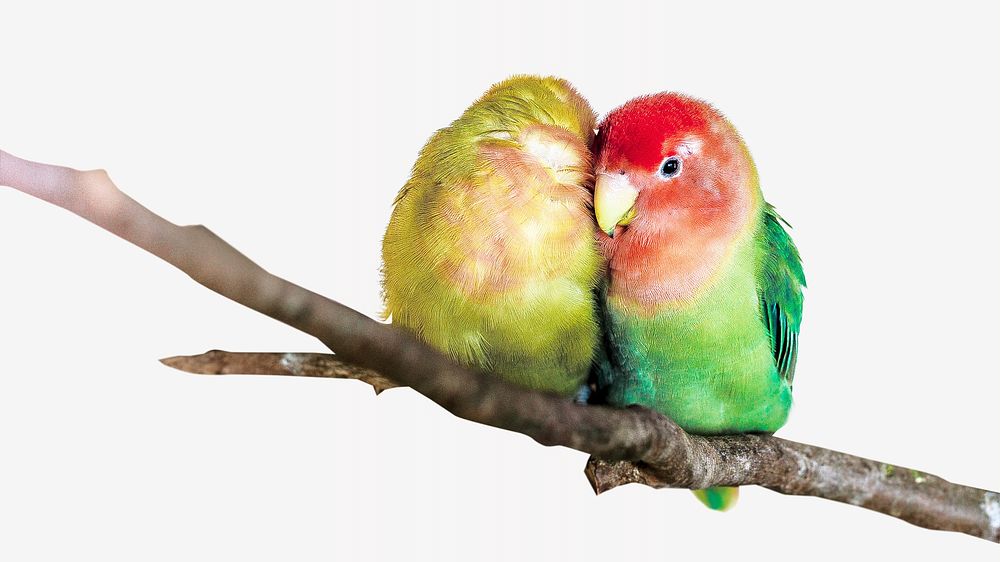 Rosy-faced lovebirds, isolated animal image