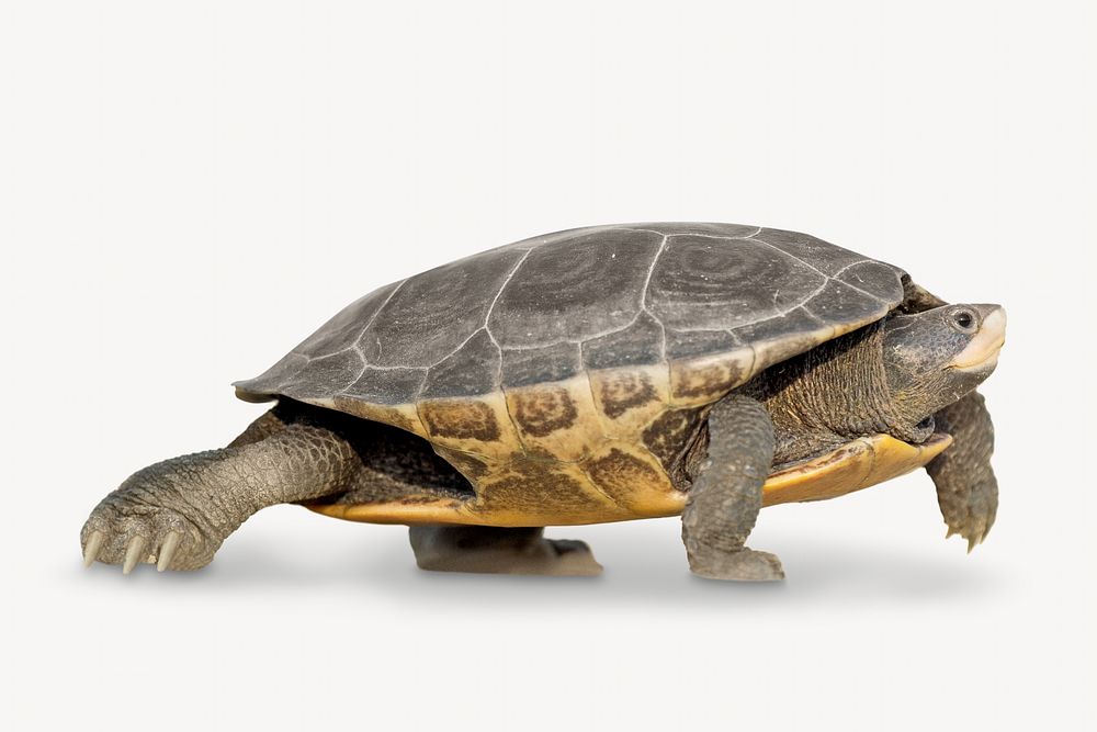 Tortoise, isolated image