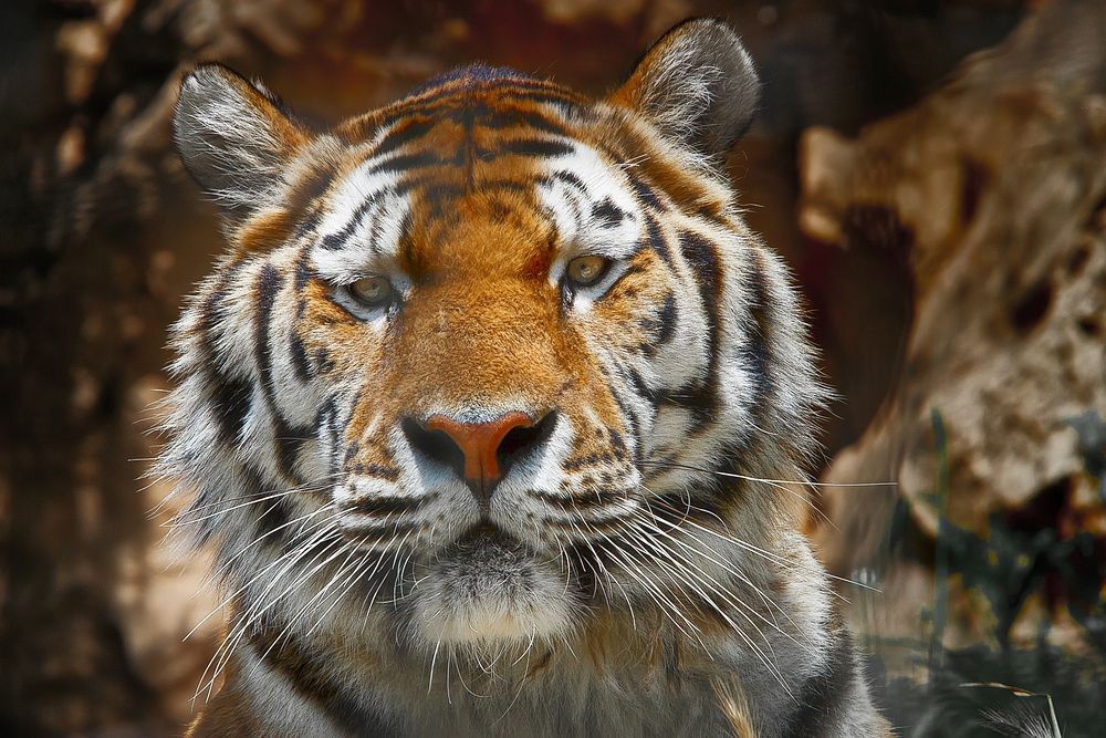 Close up shot of tiger face. Original public domain image from Wikimedia Commons