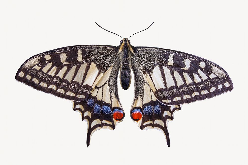 Vintage butterfly, isolated insect image