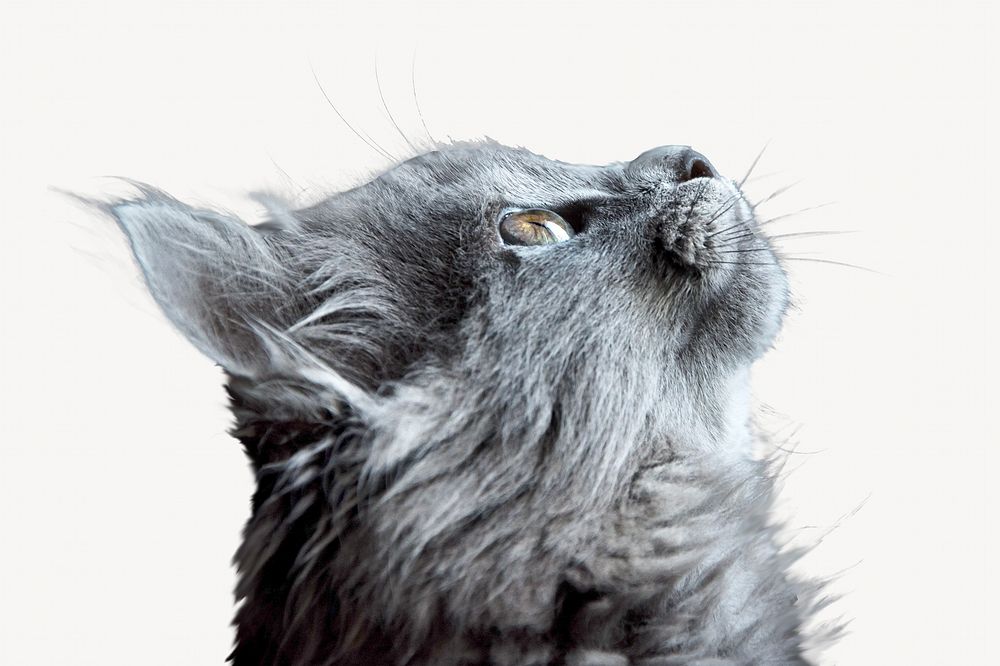 Gray cat pet isolated design