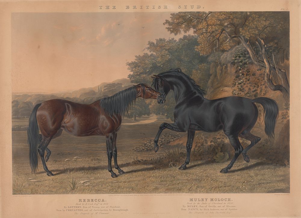 [Racing] The British Stud:  Pl. 5. (lower left) "Rebecca" / Bred by R. Cock, Esqr. in 1831 ... ;  (lower right) "Muley…
