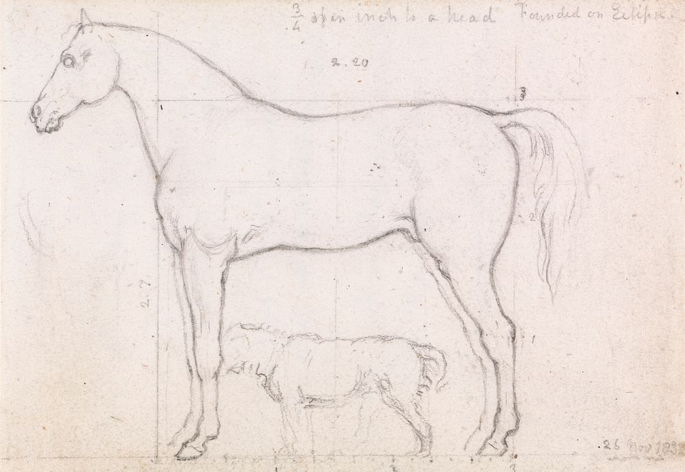 Anatomical Study of a Horse, Founded on `Eclipse', Nov. 26, 1832