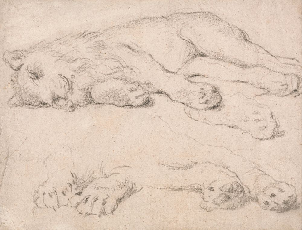 Studies of a Sleeping Lion