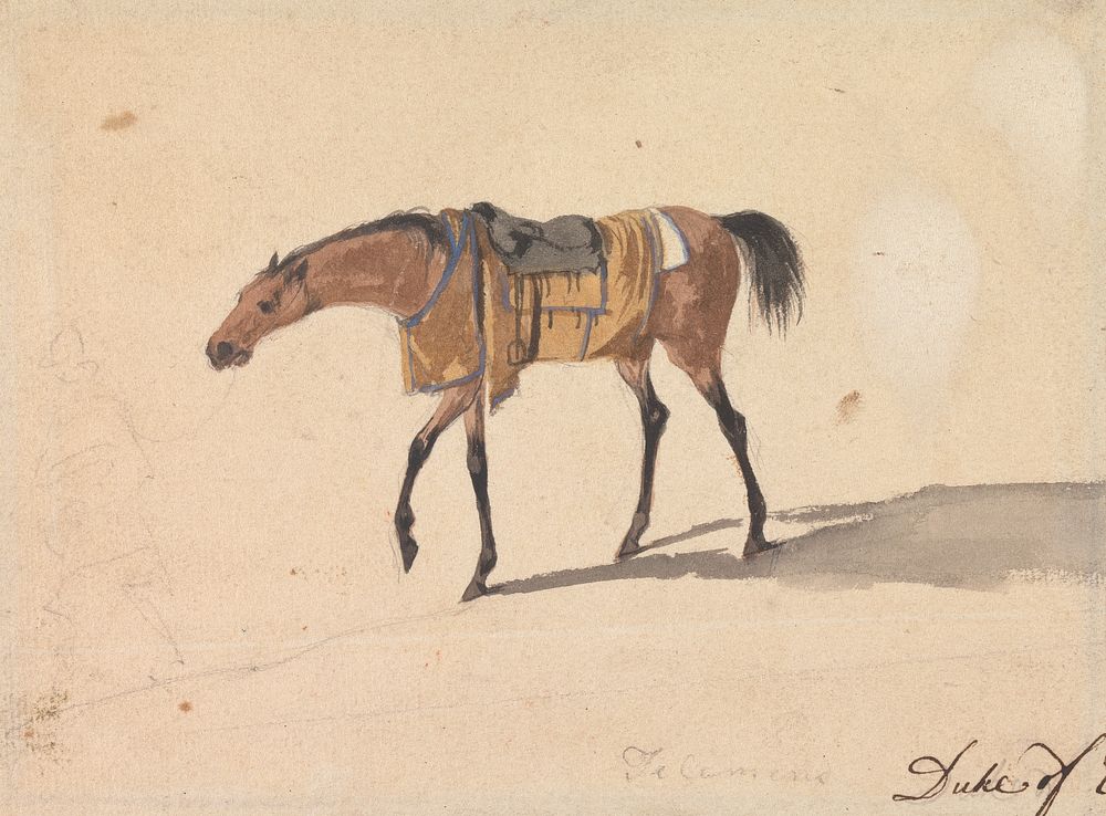 A Saddle Horse of the Duke of Devonshire