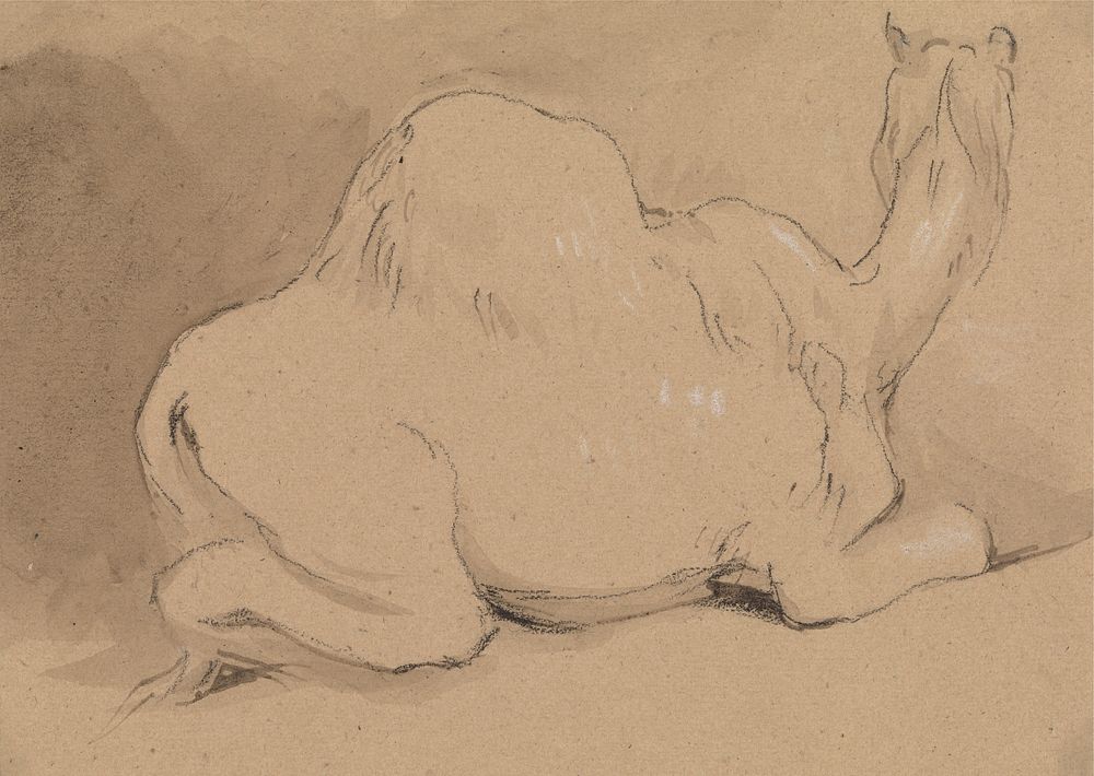 A Camel Resting