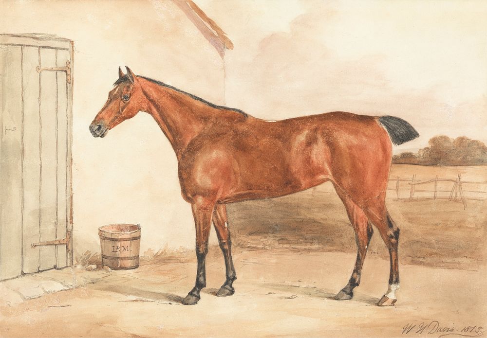 Ultima, One of Lord Maynard's Mares