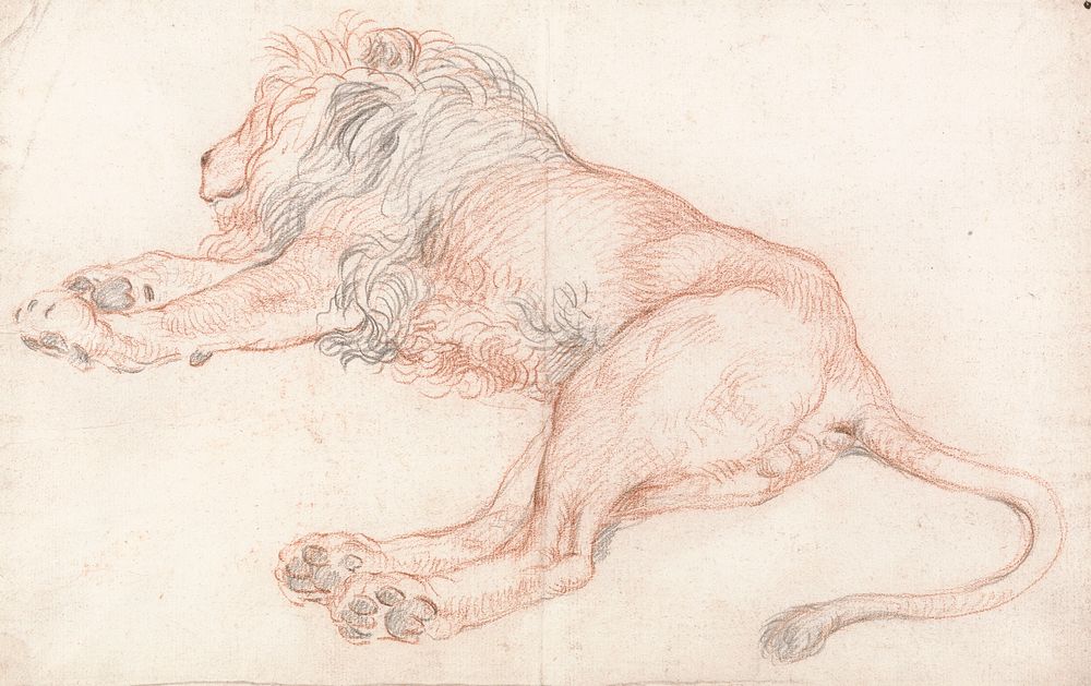 Study of a Lion, Resting