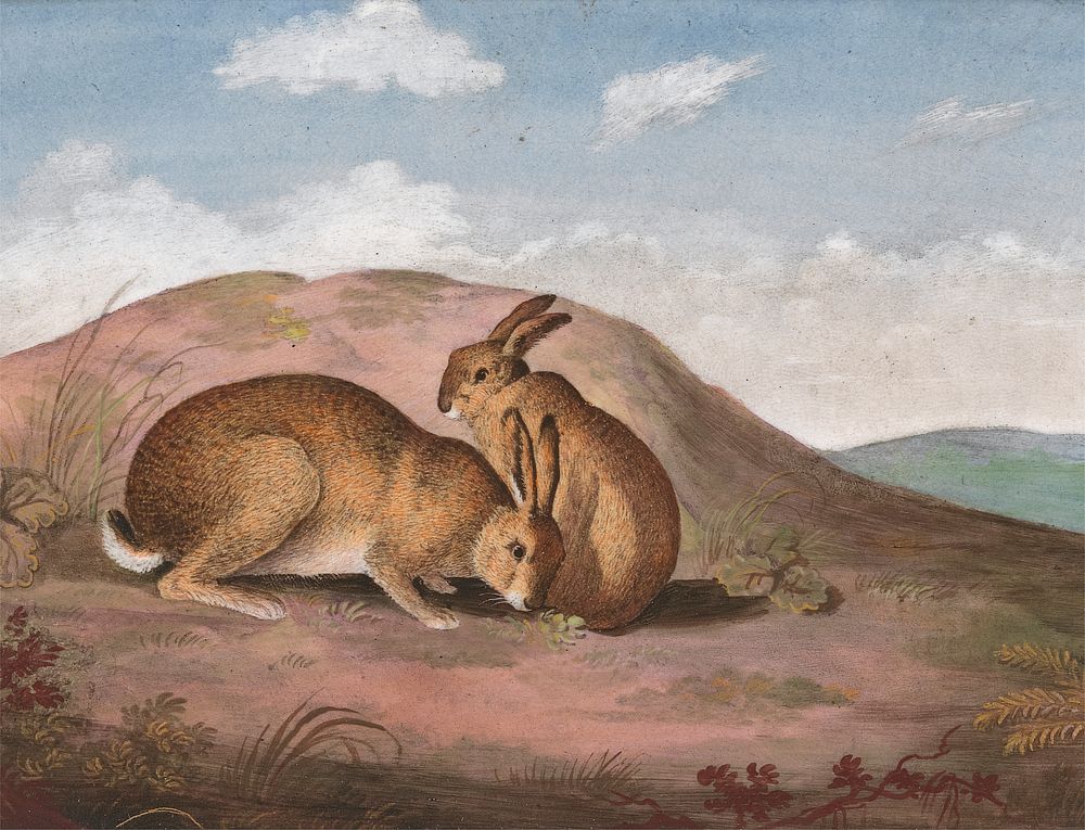 Two Hares: On a Hillside