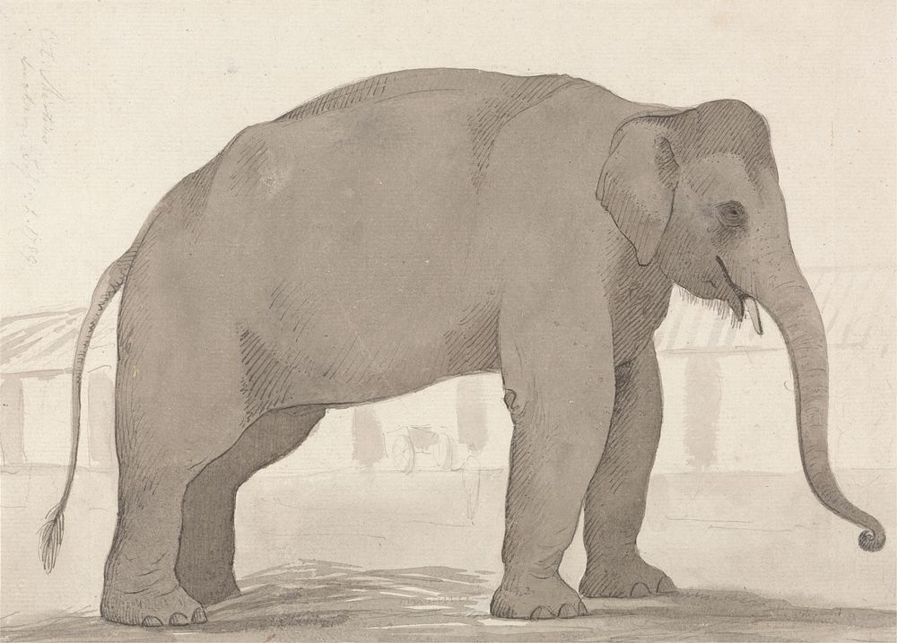 An Indian Elephant at Lucknow, September 1, 1789