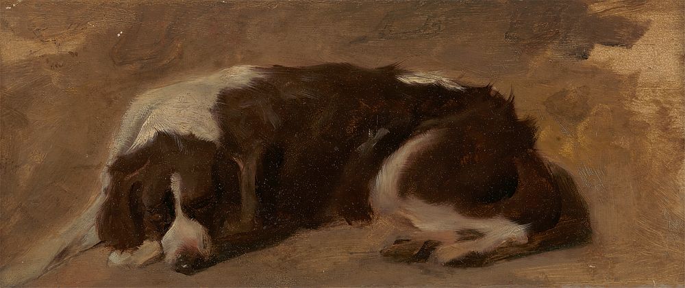 A Spaniel Lying Down