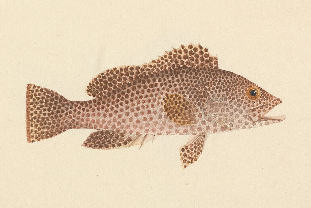 Unidentified Fish by Luigi Balugani