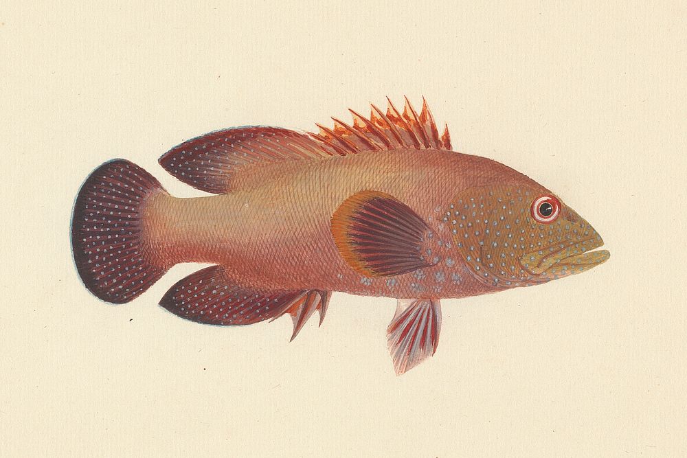 Unidentified Fish by Luigi Balugani