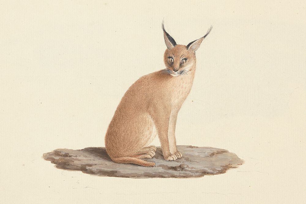 Caracal caracal (desert lynx) by Luigi Balugani