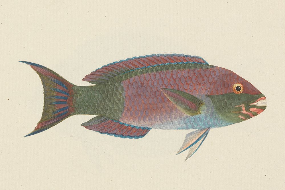 Unidentified Fish by Luigi Balugani