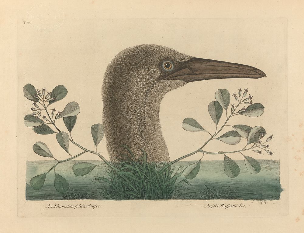 An Thymelaea foliis obtusis; Anseri Bassano &c: The Great Booby, Plate 86 from the 'Natural History of Carolina, Florida and…