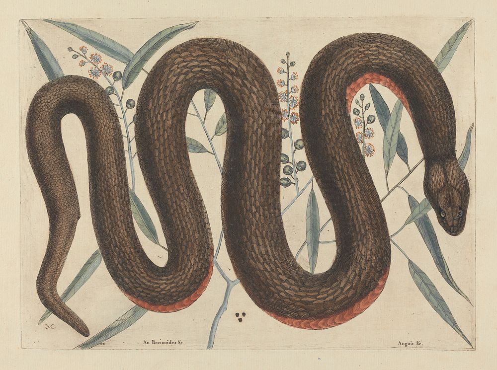 An Reinoides &c., Anguis &c. (The Copper-Belly Snake), Plate 46 from the 'Natural History of Carolina, Florida and the…